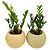 Kit 2 Cachepot Terrano Búzios + 2 Zamioculcas Pote 9 - Imagem 1
