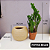 Kit 2 Cachepot Terrano Búzios + 2 Zamioculcas Pote 9 - Imagem 2