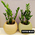 Kit 2 Cachepot Terrano Búzios + 2 Zamioculcas Pote 9 - Imagem 3