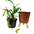 Nepenthes Graciflora Planta Carnívora Pote 15 + Cachepot Decorativo - Imagem 1