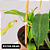 Nepenthes Graciflora Planta Carnívora Pote 15 + Cachepot Decorativo - Imagem 9