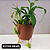 Nepenthes Graciflora Planta Carnívora Pote 15 + Cachepot Decorativo - Imagem 8