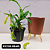 Nepenthes Graciflora Planta Carnívora Pote 15 + Cachepot Decorativo - Imagem 7