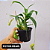 Nepenthes Graciflora Planta Carnívora Pote 15 + Cachepot Decorativo - Imagem 5