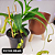 Nepenthes Graciflora Planta Carnívora Pote 15 + Cachepot Decorativo - Imagem 4