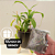 Nepenthes Graciflora Planta Carnívora Pote 15 + Cachepot Decorativo - Imagem 2