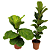 Kit - Ficus Lyrata + Ficus Bambino | Planta Natural Ornamental - Imagem 1