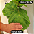Kit - Ficus Lyrata + Ficus Bambino | Planta Natural Ornamental - Imagem 6