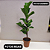 Kit - Ficus Lyrata + Ficus Bambino | Planta Natural Ornamental - Imagem 5
