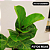 Kit - Ficus Lyrata + Ficus Bambino | Planta Natural Ornamental - Imagem 4