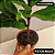 Kit - Ficus Lyrata + Ficus Bambino | Planta Natural Ornamental - Imagem 3