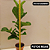 Kit - Ficus Lyrata + Ficus Bambino | Planta Natural Ornamental - Imagem 2