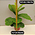 Kit - Ficus Lyrata + Ficus Bambino | Planta Natural Ornamental - Imagem 7