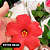 Kit 4 Mudas de Hibisco Flor Grande e Botões Planta Natural - Imagem 4