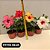 Kit 4 Mudas de Hibisco Flor Grande e Botões Planta Natural - Imagem 2