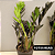 Kit 2 Mini Zamioculca Black Pote 11 Plantas Naturais Raras - Imagem 5
