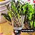 Kit 2 Mini Zamioculca Black Pote 11 Plantas Naturais Raras - Imagem 4