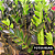 Kit 2 Mini Zamioculca Black Pote 11 Plantas Naturais Raras - Imagem 3