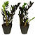 Kit 2 Mini Zamioculca Black Pote 11 Plantas Naturais Raras - Imagem 1