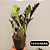 Mini Zamioculca Black Pote 11 | Plantas Natural Exótica - Imagem 2
