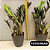 Mini Zamioculca Black Pote 11 | Plantas Natural Exótica - Imagem 6