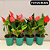 Anturio Mini (Anthurium Mini Milion) Pote 09 - Imagem 7