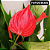 Anturio Mini (Anthurium Mini Milion) Pote 09 - Imagem 6