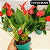 Anturio Mini (Anthurium Mini Milion) Pote 09 - Imagem 4