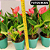 Anturio Mini (Anthurium Mini Milion) Pote 09 - Imagem 3