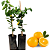 Laranja Lima Enxertada - Imagem 1