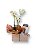 Mini Orquídea Phalaenopsis com Amandita - Imagem 1