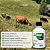 Suplemento para Vaca de Leite Nitro Boost + Nitro Bov Combo 1 kg - Imagem 5