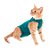 Roupa Cirúrgica Pet Med Para Gatos Duo Dry Verde - Tamanho 0 - Imagem 1
