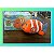 CLOWNFISH - Imagem 1