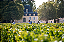 Chateau Cantemerle - Chateau Cantemerle Aop Haut Medoc - Rouge - 2023 - 0,75 - Imagem 6