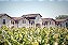 Chateau Pontet Canet - Chateau Pontet Canet Aop Pauillac - Rouge - 2021 - 0,75 - Imagem 3