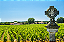 Chateau Potensac - Chateau Potensac Aop Medoc - Rouge - 2021 - 0,75 - Imagem 4