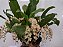 Pholidota Chinensis - Imagem 1