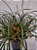 Maxillaria tenuifolia (cheiro côco) - Imagem 1