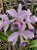 Cattleya Portia Coerulea - Imagem 1