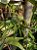 Chifre de Veado (Platycerium bifurcatum) - Planta Decorativa e Exótica - Imagem 2