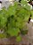 Begonia Rex Lima - Planta Ornamental Exuberante - Imagem 2