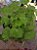 Begonia Rex Lima - Planta Ornamental Exuberante - Imagem 1