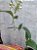 cattleya gutata verde - Imagem 2