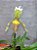 Orquidea sapatinho (paphiopedilum insigne) - Imagem 1