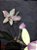 Spathoglottis mesclado - Imagem 2