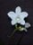 Spathoglottis Branca - Imagem 1