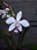 Spathoglottis rosa claro - Imagem 1