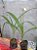 Spathoglottis rosa claro - Imagem 2