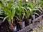 Kit com 4 Unidades de Spathoglottis Uva - Orquídeas Exóticas para Sua Casa - Imagem 2